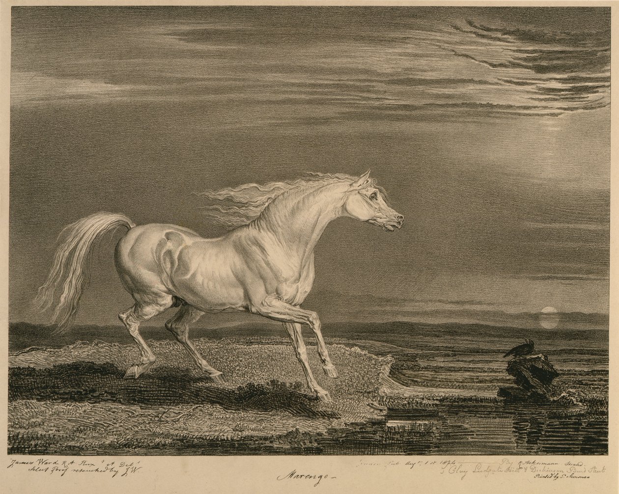 Marengo, z Celebrated Horses, zestaw czternastu grafik wyścigowych wydanych przez artystę, 1823-24 autorstwa James after Ward