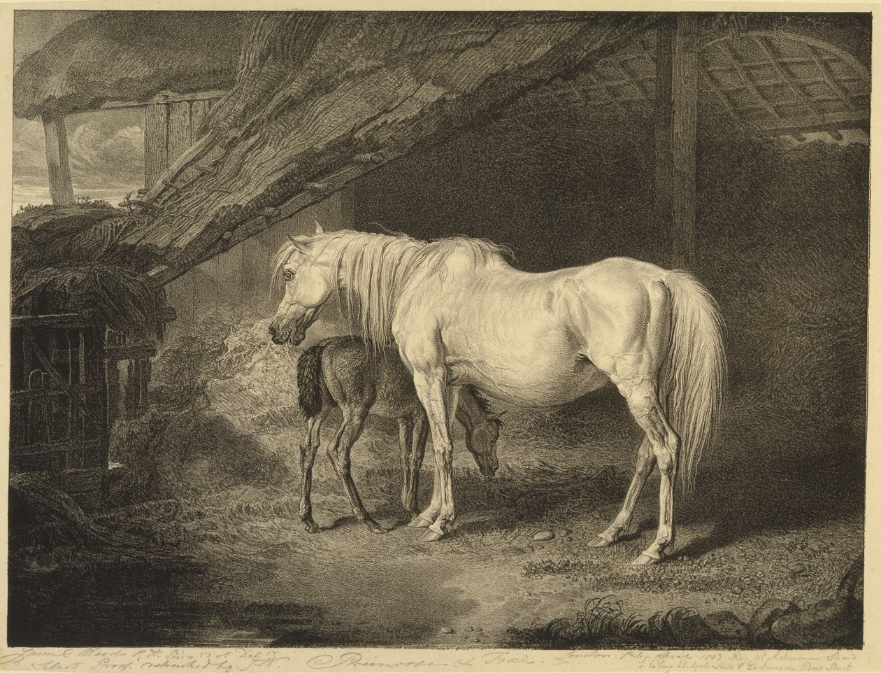 Pierwiosnek i źrebię, z Celebrated Horses, zestaw czternastu rycin wyścigowych wydanych przez artystę, 1823-24 autorstwa James after Ward