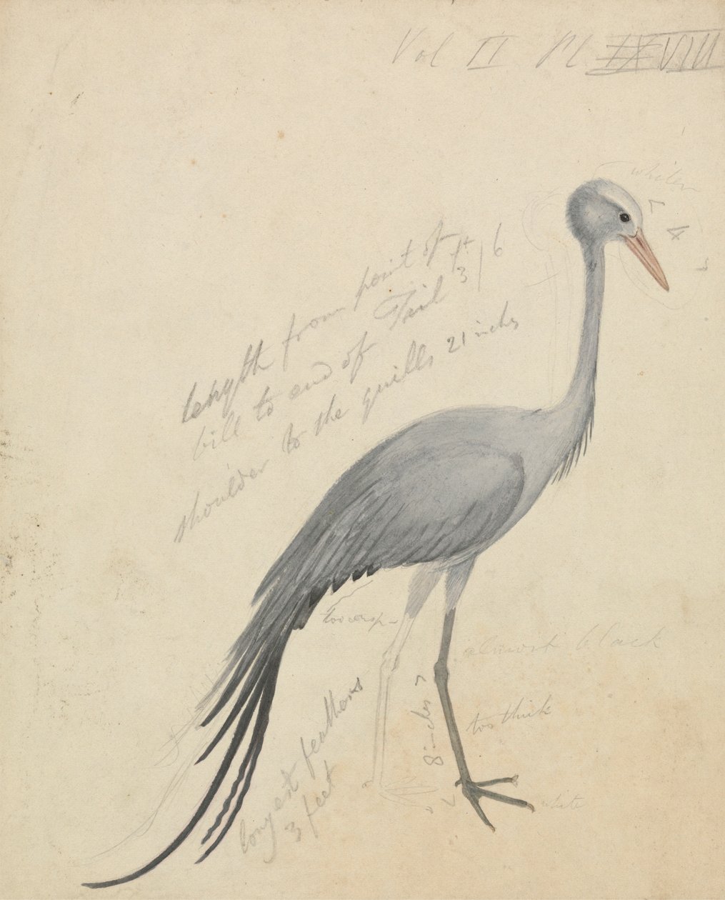 Dźwig autorstwa James de Carle Sowerby