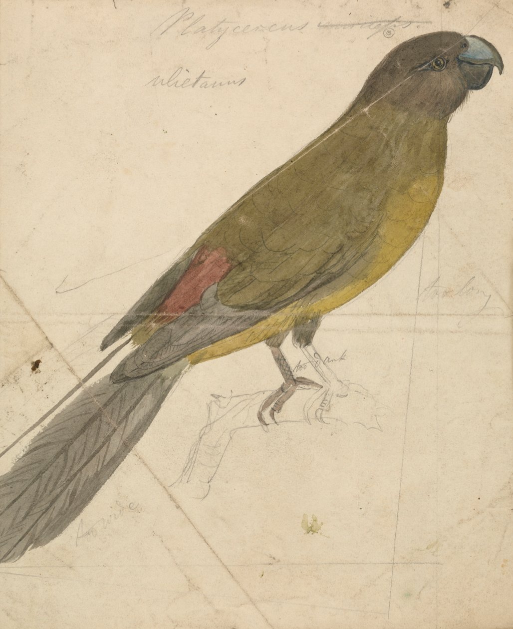 Papuga autorstwa James de Carle Sowerby