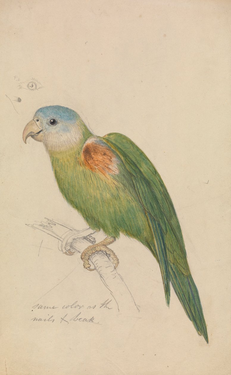 Papuga autorstwa James de Carle Sowerby