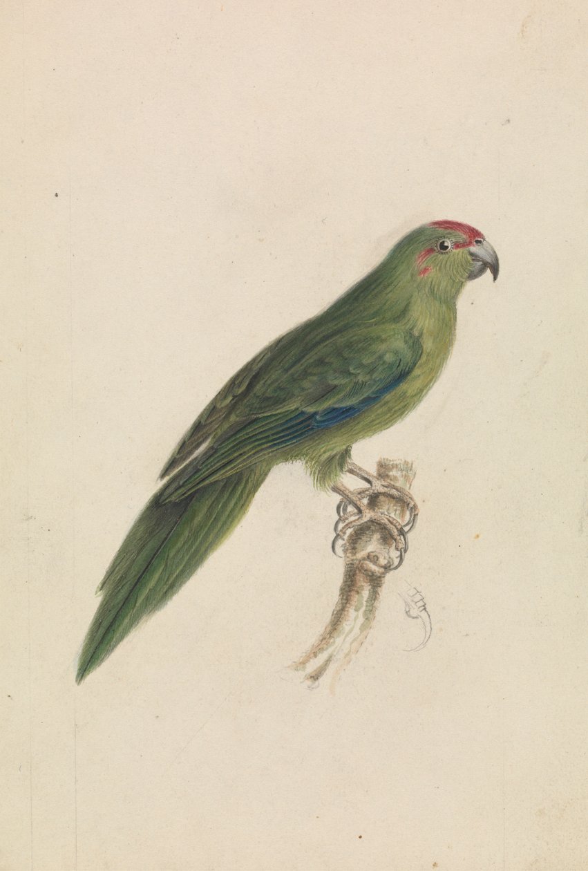 Papuga autorstwa James de Carle Sowerby