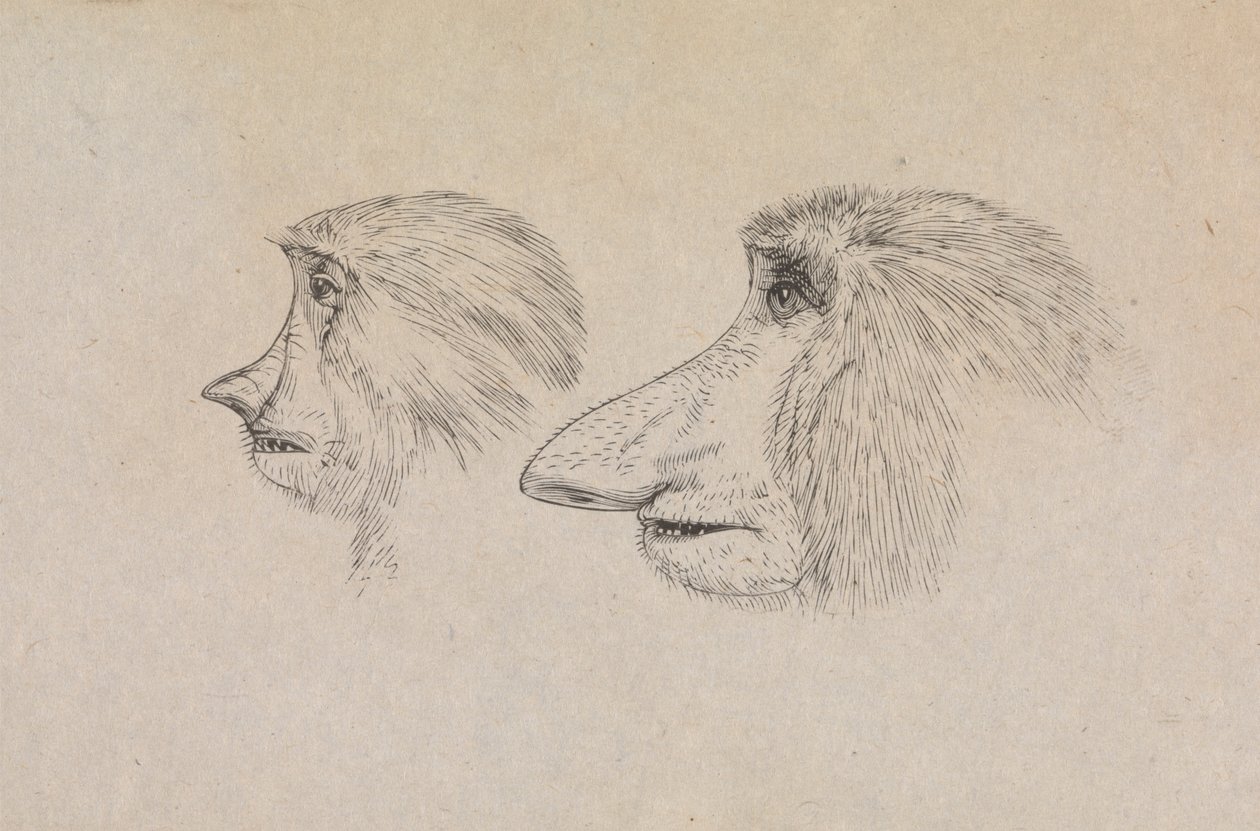 Głowy Dwóch Małp Proboscis autorstwa James de Carle Sowerby
