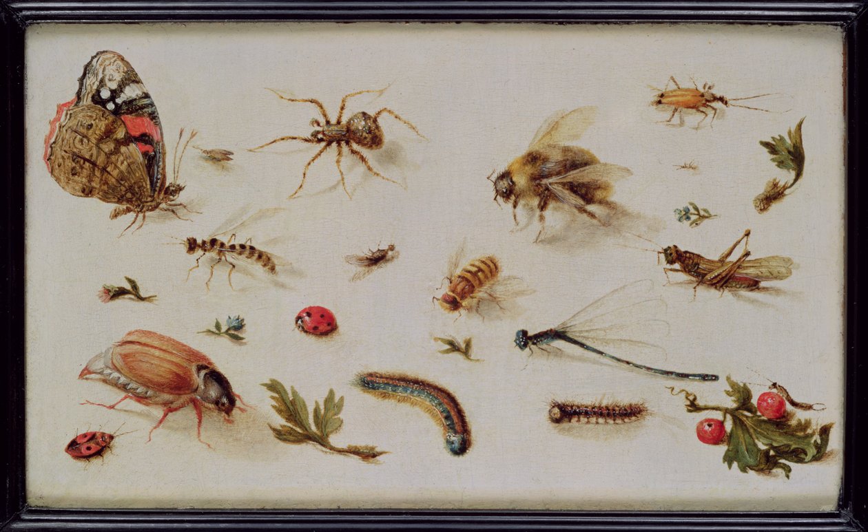 Studium owadów autorstwa Jan the Elder Brueghel