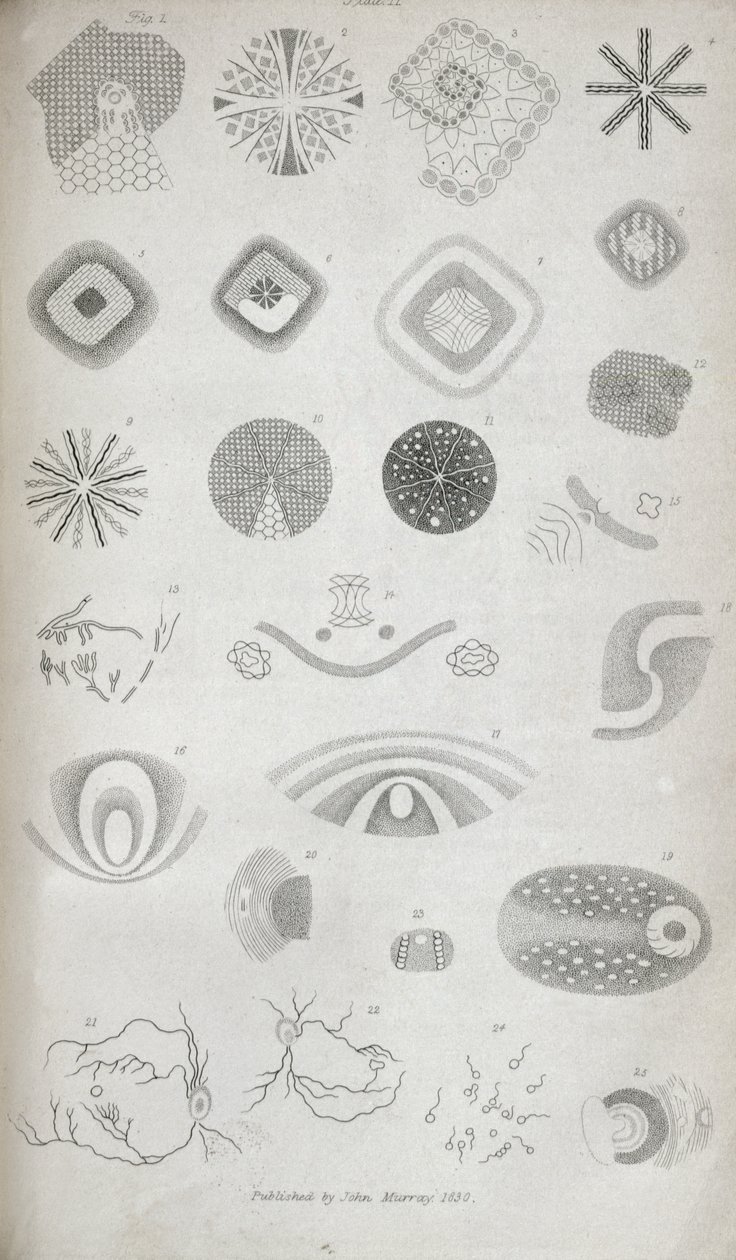 Tablica II z „Wkłady fizjologii widzenia nr I”, opublikowane w Journal of the Royal Institution, 1830 autorstwa Jan Purkinje