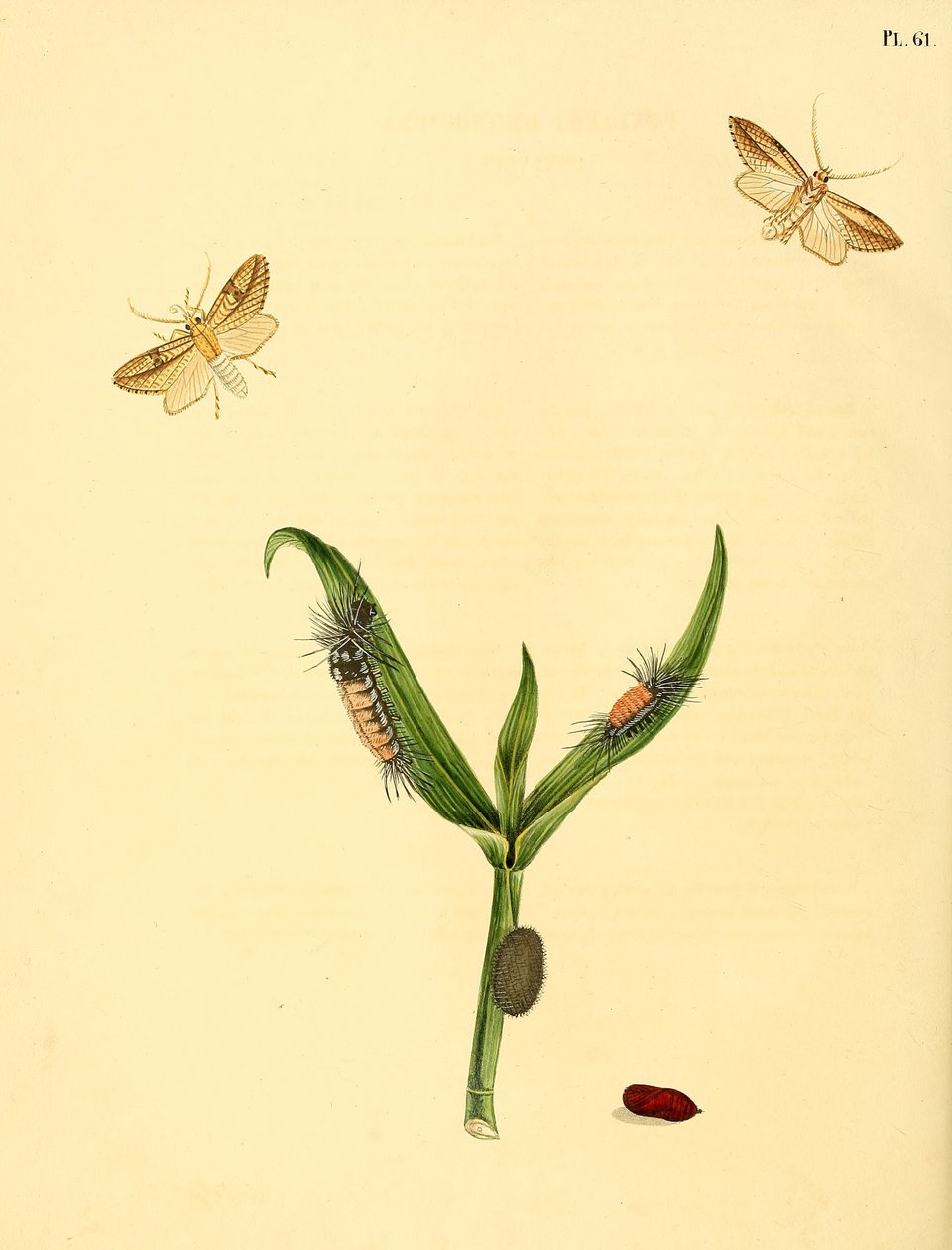 niezidentyfikowany motyl, opisany jako Phalaena rhomboidea autorstwa Jan Christiaen Sepp