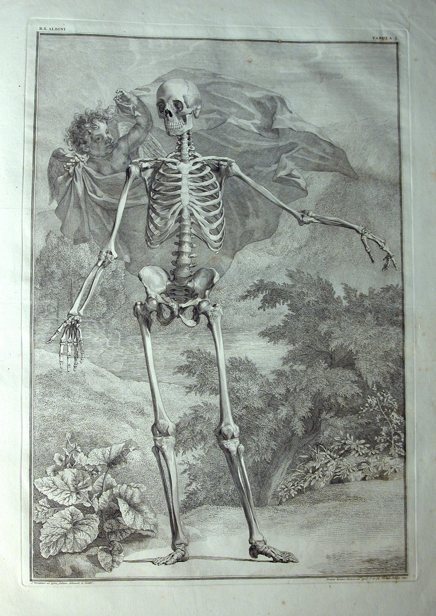 Albinusa I, Pl. I: Skeleton, ilustracja z „Mięśni szkieletowych ludzkiego ciała” Bernharda Siegfrieda Albinusa (1697-1770), opublikowanej przez J.undH. Verbeek, bibliop., Leiden, 1740 autorstwa Jan Wandelaar