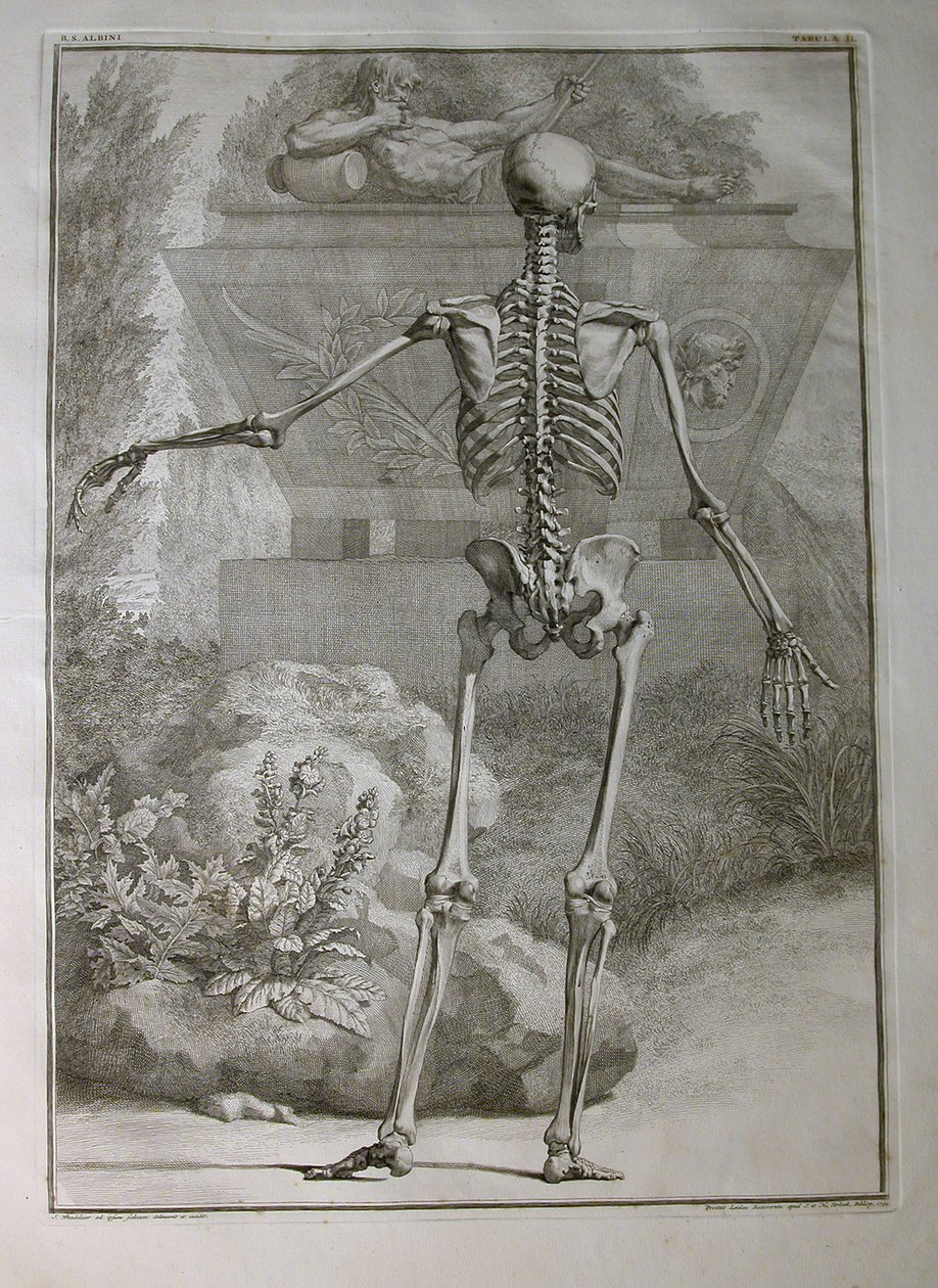 Albinusa I, Pl. II: Skeleton, ilustracja z „Mięśni szkieletowych ludzkiego ciała” Bernharda Siegfrieda Albinusa (1697-1770), opublikowanej przez J.undH. Verbeek, bibliop., Leiden, 1740 (grawerowanie autorstwa Jan Wandelaar