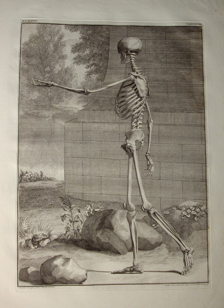Albinusa I, Pl. III: Skeleton, ilustracja z „Mięśni szkieletowych ludzkiego ciała” Bernharda Siegfrieda Albinusa (1697-1770), opublikowanej przez J.undH. Verbeek, bibliop., Leiden, 1747 (grafika) autorstwa Jan Wandelaar