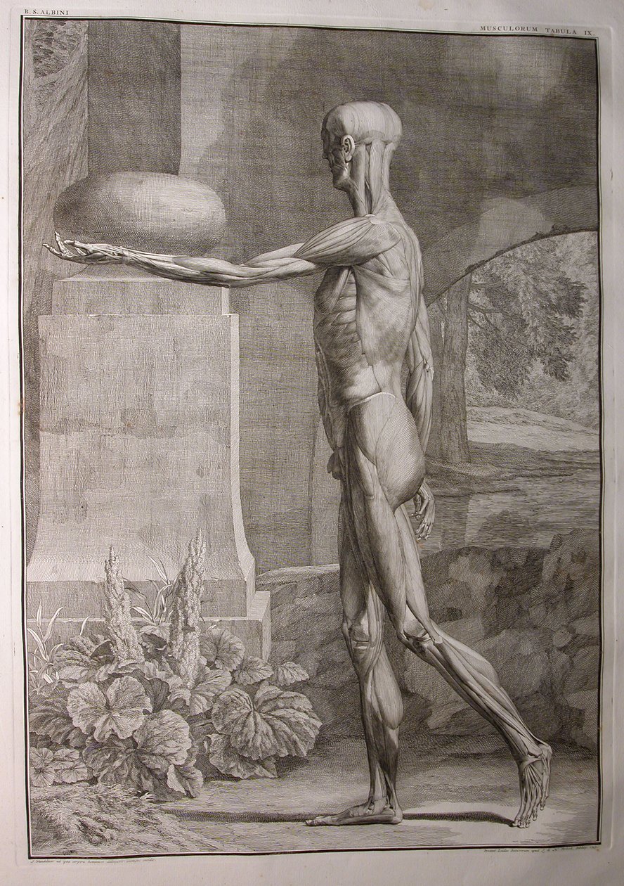 Albinusa I, Pl. IX: Muskulatura, ilustracja z „Mięśni szkieletowych ludzkiego ciała” Bernharda Siegfrieda Albinusa (1697-1770), opublikowanej przez J.undH. Verbeek, bibliop., Leiden, 1743 autorstwa Jan Wandelaar