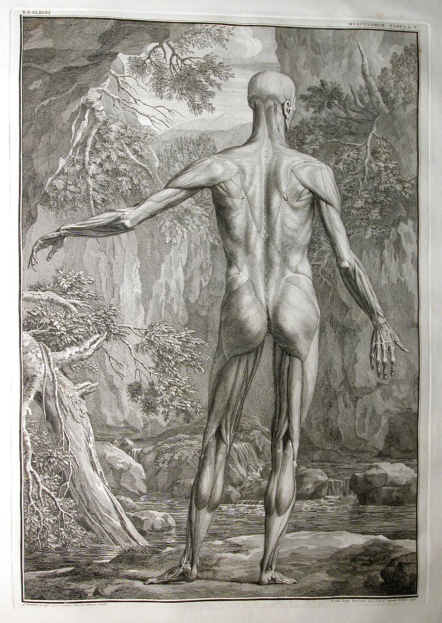 Albinusa I, Pl. V: Muskulatura, ilustracja z „Mięśni szkieletowych ludzkiego ciała” Bernharda Siegfrieda Albinusa (1697-1770), opublikowanej przez J.undH. Verbeek, bibliop., Leiden, 1740 (grafika) autorstwa Jan Wandelaar