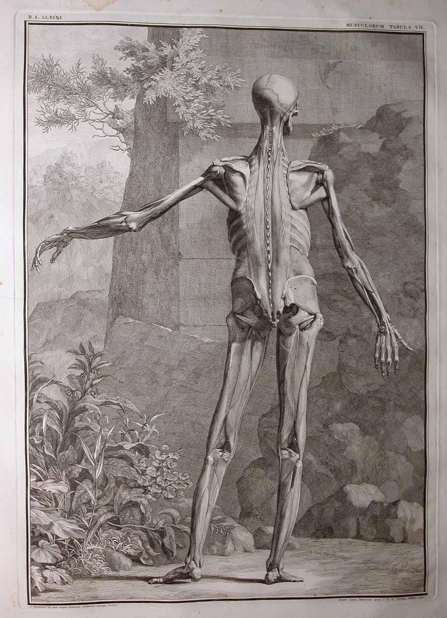 Albinusa I, Pl. VII: Muskulatura, ilustracja z „Mięśni szkieletowych ludzkiego ciała” Bernharda Siegfrieda Albinusa (1697-1770), wydanej przez J.undH. Verbeek, bibliop., Leiden, 1741 autorstwa Jan Wandelaar