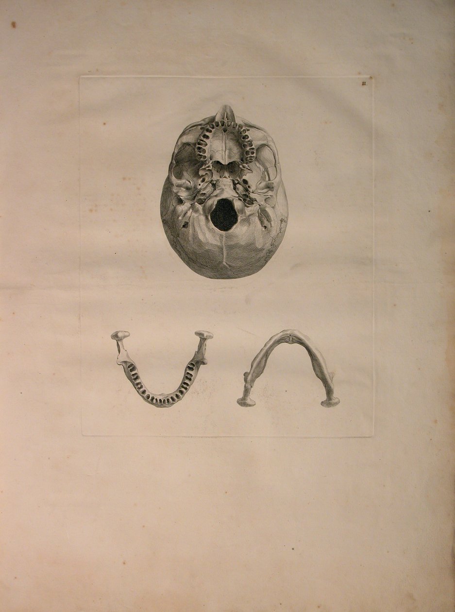 Albinusa II, Pl. II, Czaszka, ilustracja z „Tables of human bones” Bernharda Siegfrieda Albinusa (1697-1770), wydana przez J.undH. Verbeek, bibliop. 1753, Leiden, c.1729 autorstwa Jan Wandelaar