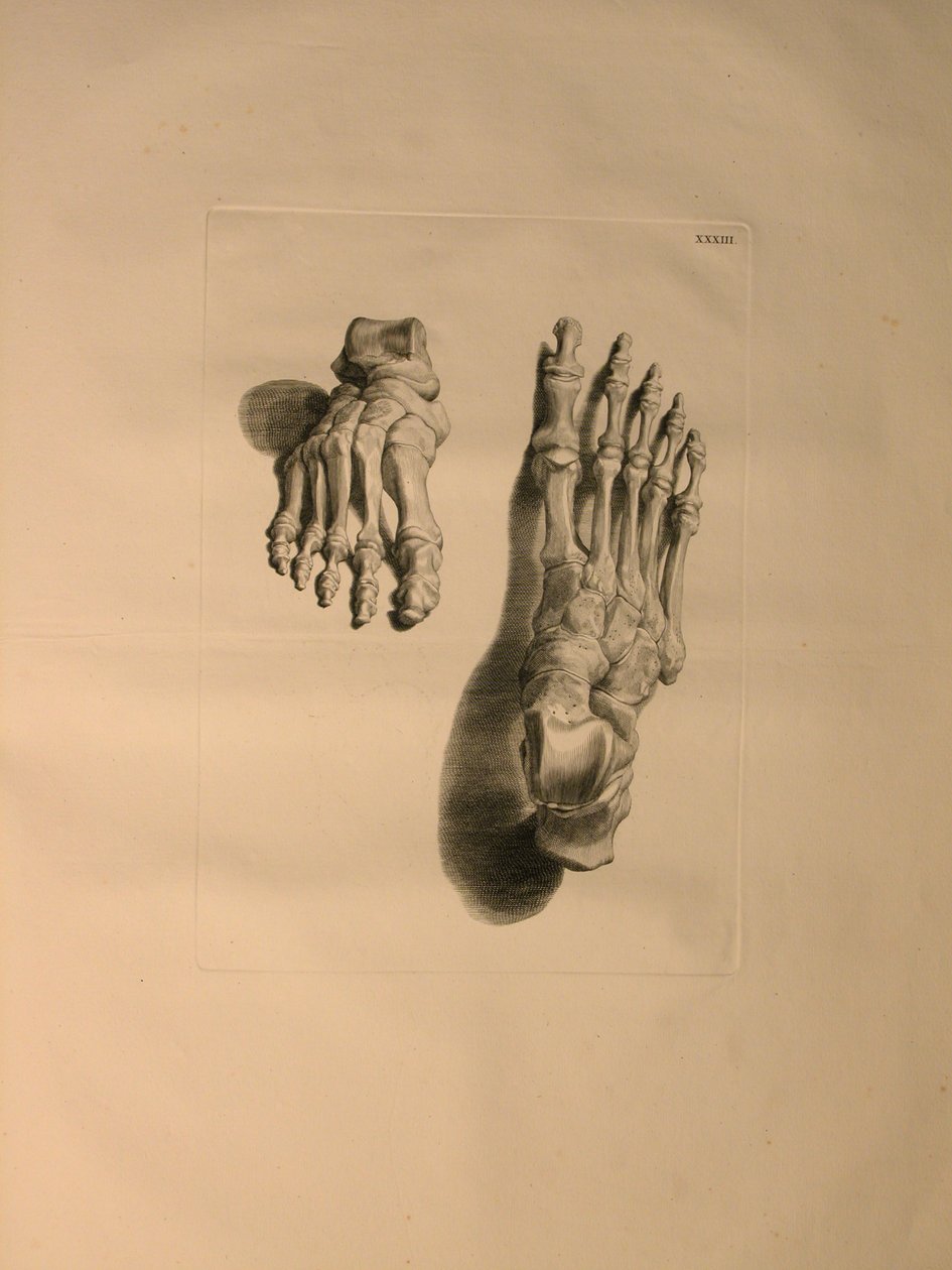 Albinus II, Pl. XXXIII: Szkielet stopy, ilustracja z "Tabulae ossium humanorum", autorstwa Bernharda Siegfrieda Albinusa (1697-1770), wydana przez J.undH. Verbeek, bibliop. 1753, Leiden, 1729-1753 (ryc. autorstwa Jan Wandelaar