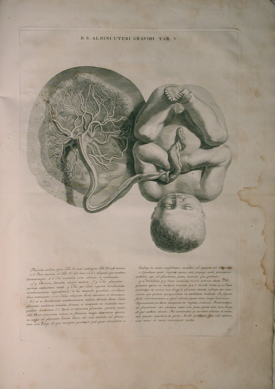 Albinus, Macica II, Pl. V, ilustracja z „Tables of human bones” Bernharda Siegfrieda Albinusa (1697-1770), opublikowanej przez J.undH. Verbeek, bibliop., Leiden, 1748 autorstwa Jan Wandelaar