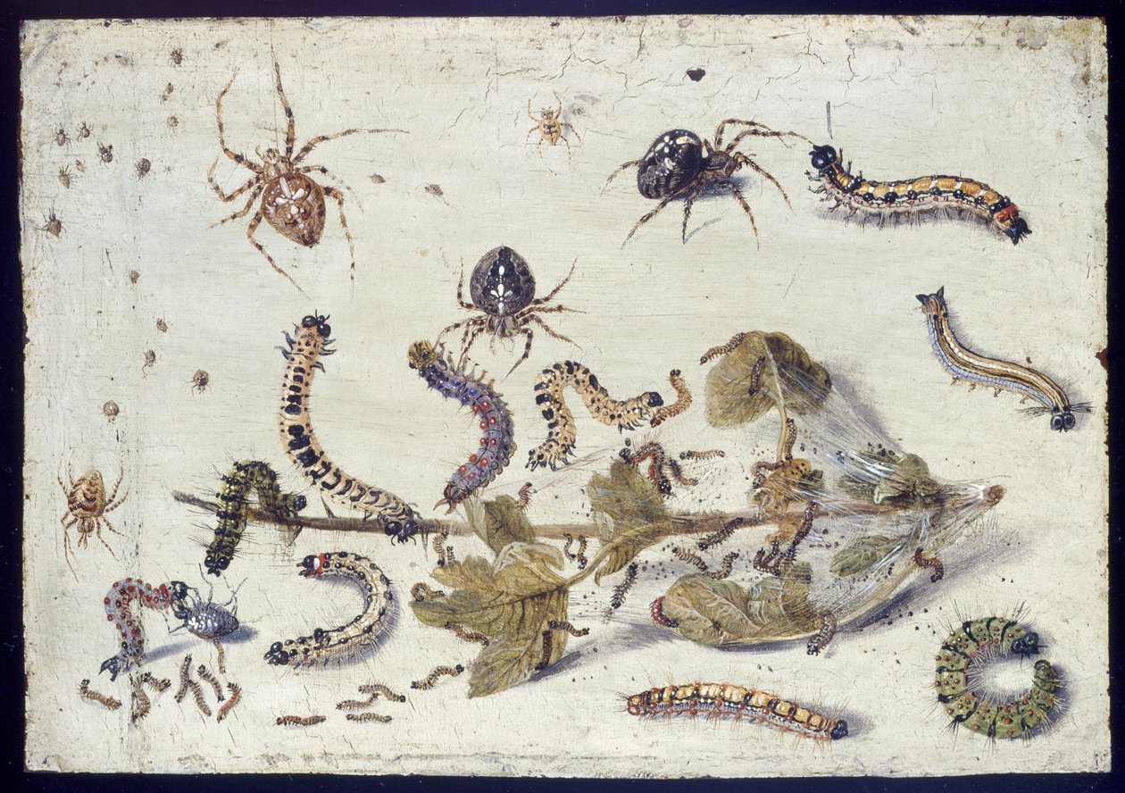 Różne pająki i gąsienice z gałązką agrestu, początek lat 50. XVI w. (olej na miedzi) autorstwa Jan van Kessel the Elder