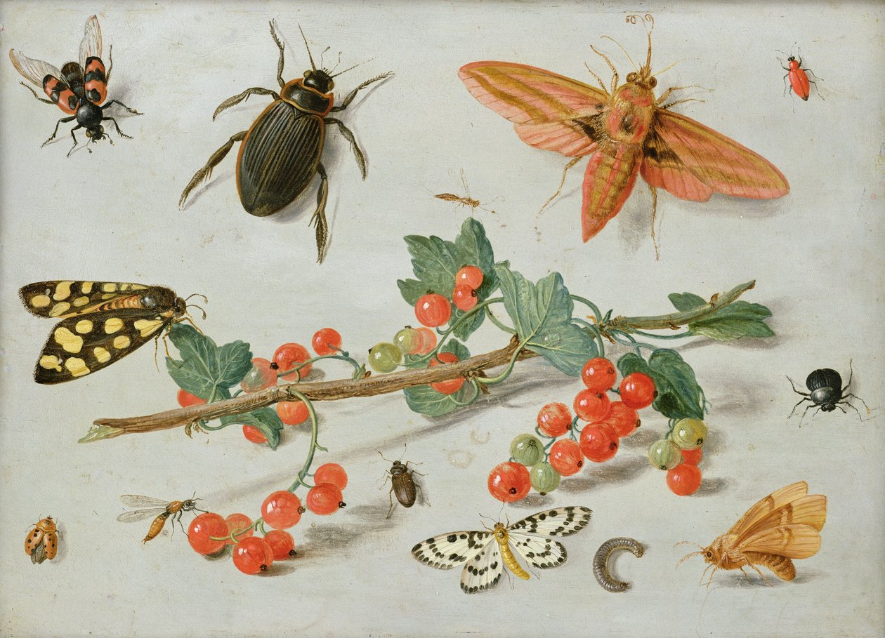 Gałązka czerwonej porzeczki z ćmą jastrzębią, ćmą sroką i innymi owadami, 1657 (olej na miedzi) autorstwa Jan van Kessel the Elder