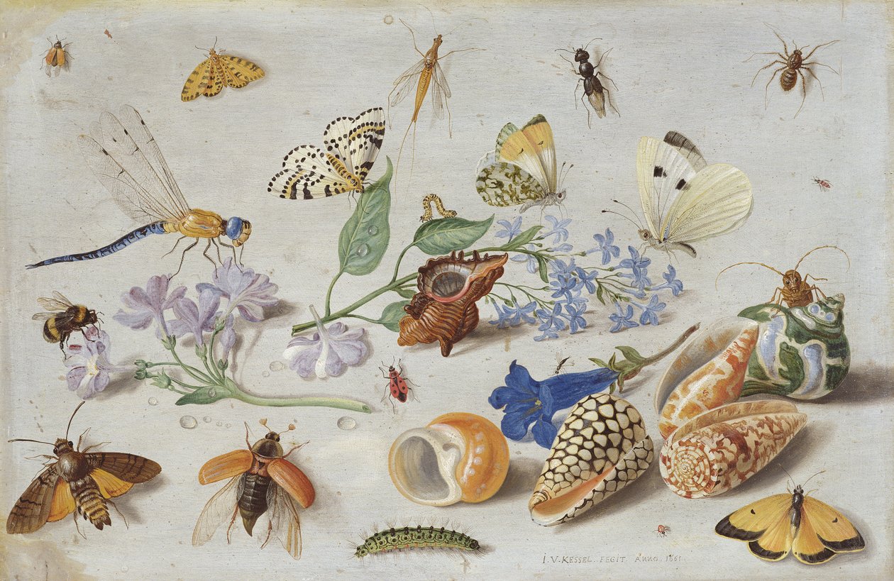 Motyle i inne owady, 1661 (olej na miedzi) autorstwa Jan van Kessel the Elder