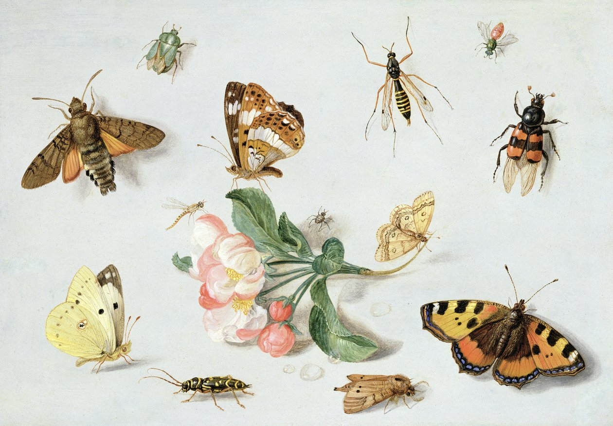 Motyle, ćmy i inne owady z gałązką kwiatu jabłoni (olej na miedzi) autorstwa Jan van Kessel the Elder