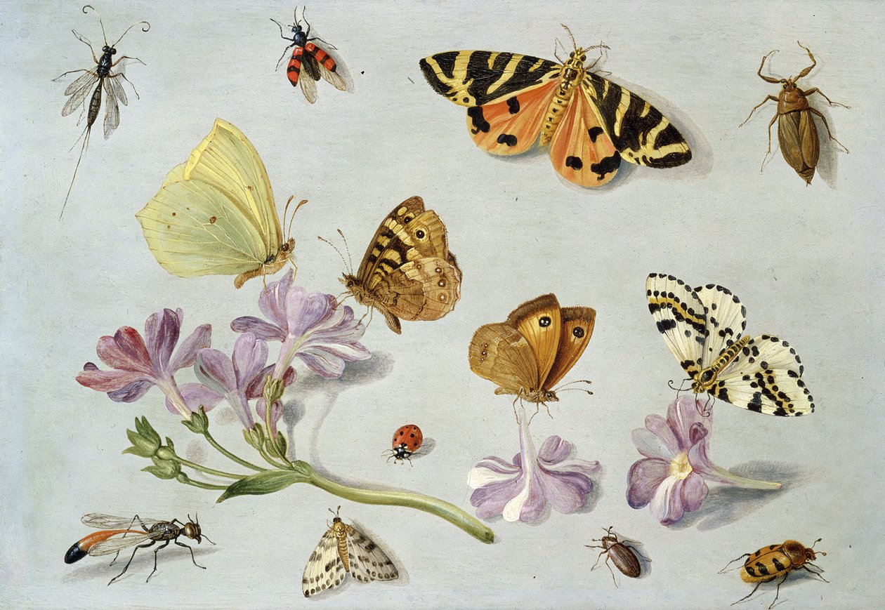 Motyle, ćmy i inne owady z gałązką barwinka (olej na miedzi) autorstwa Jan van Kessel the Elder