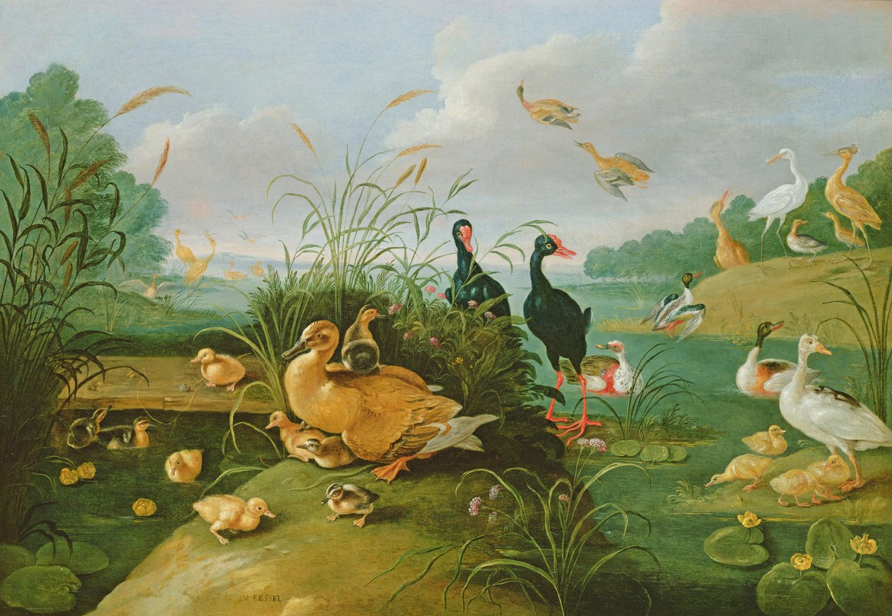 Ptactwo ozdobne i kaczęta autorstwa Jan van Kessel the Elder
