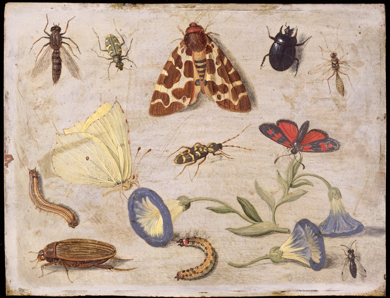 Owady (olej na miedzi) autorstwa Jan van Kessel the Elder