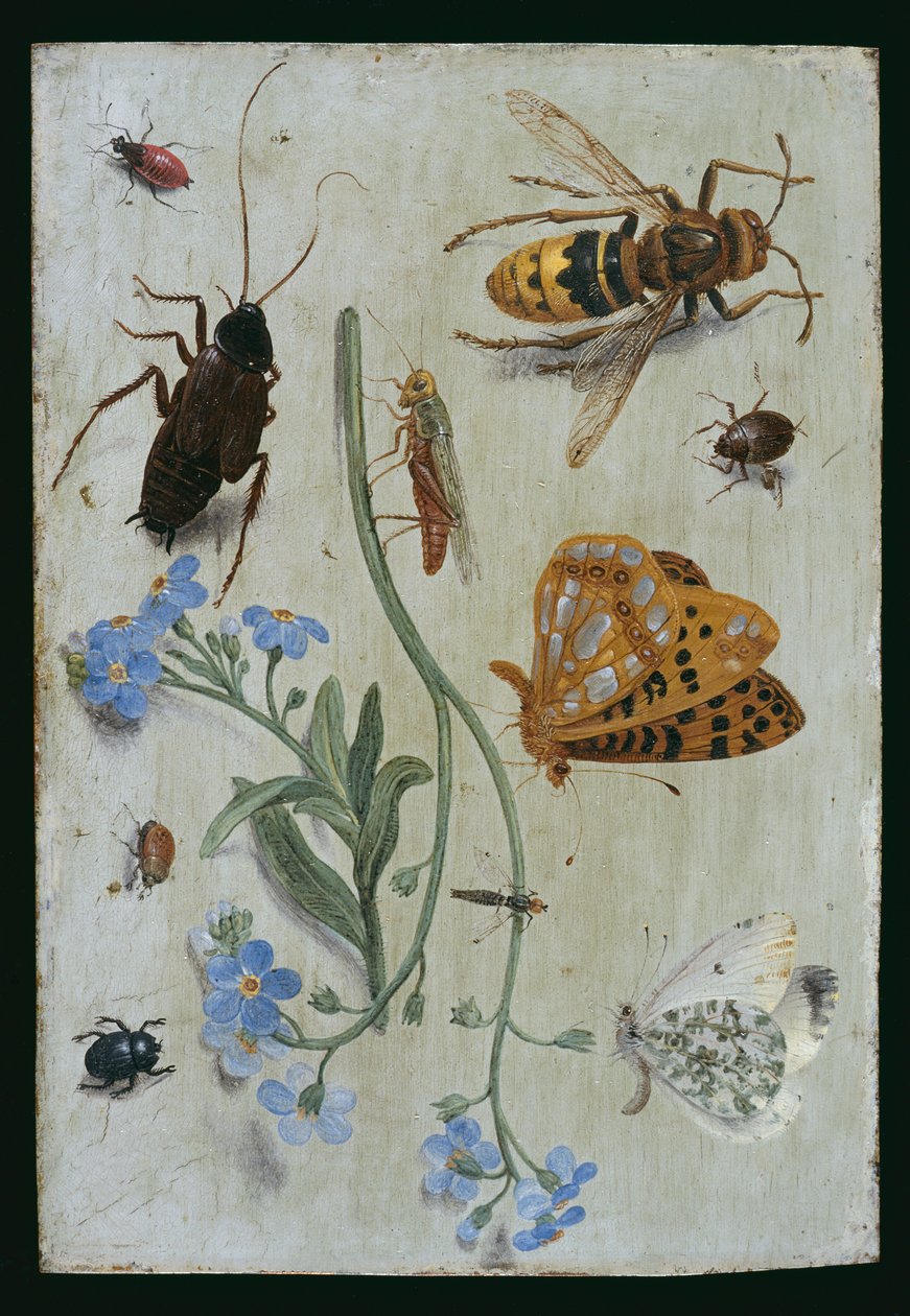 Owady (olej na miedzi) autorstwa Jan van Kessel the Elder