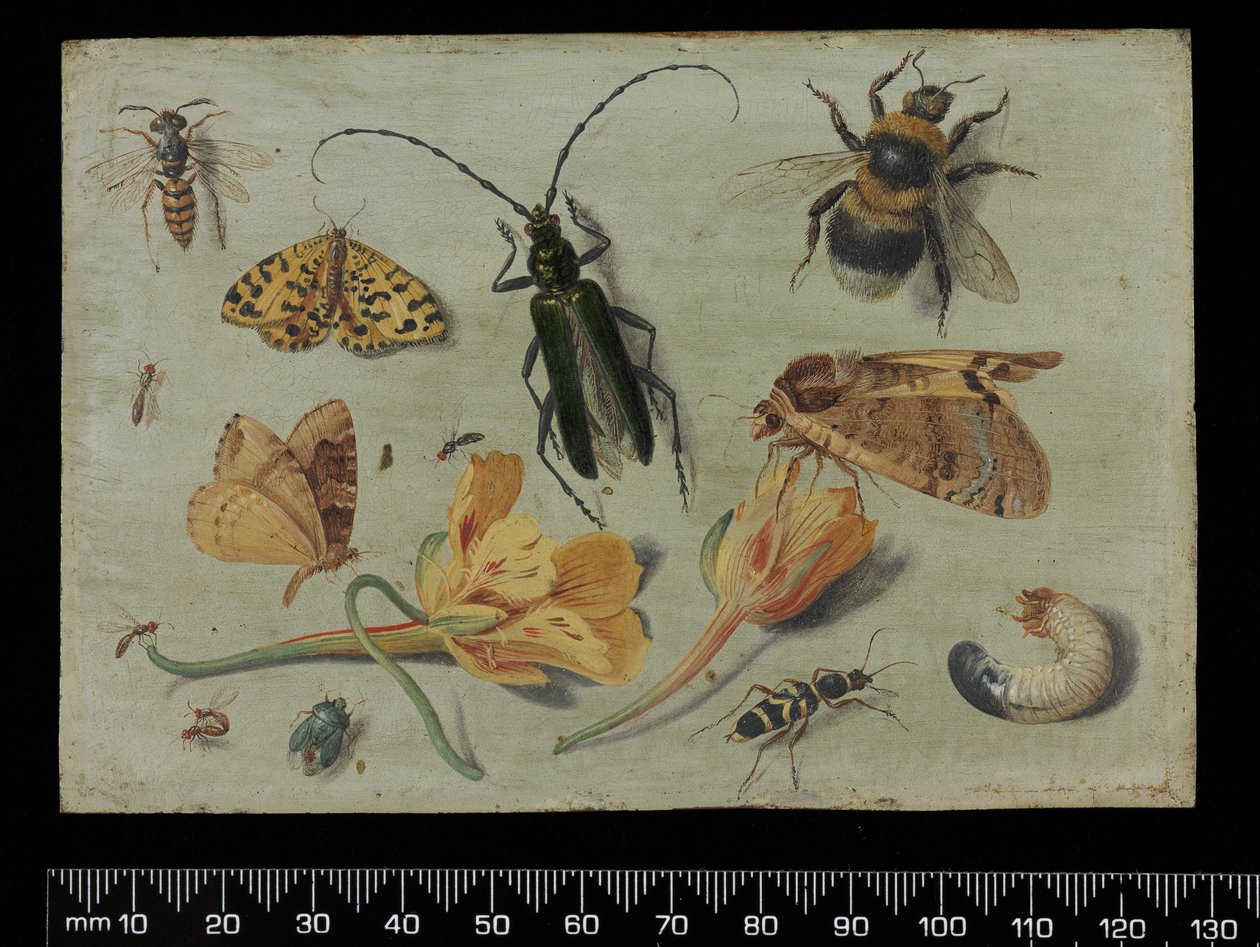 Owady (olej na miedzi) autorstwa Jan van Kessel the Elder
