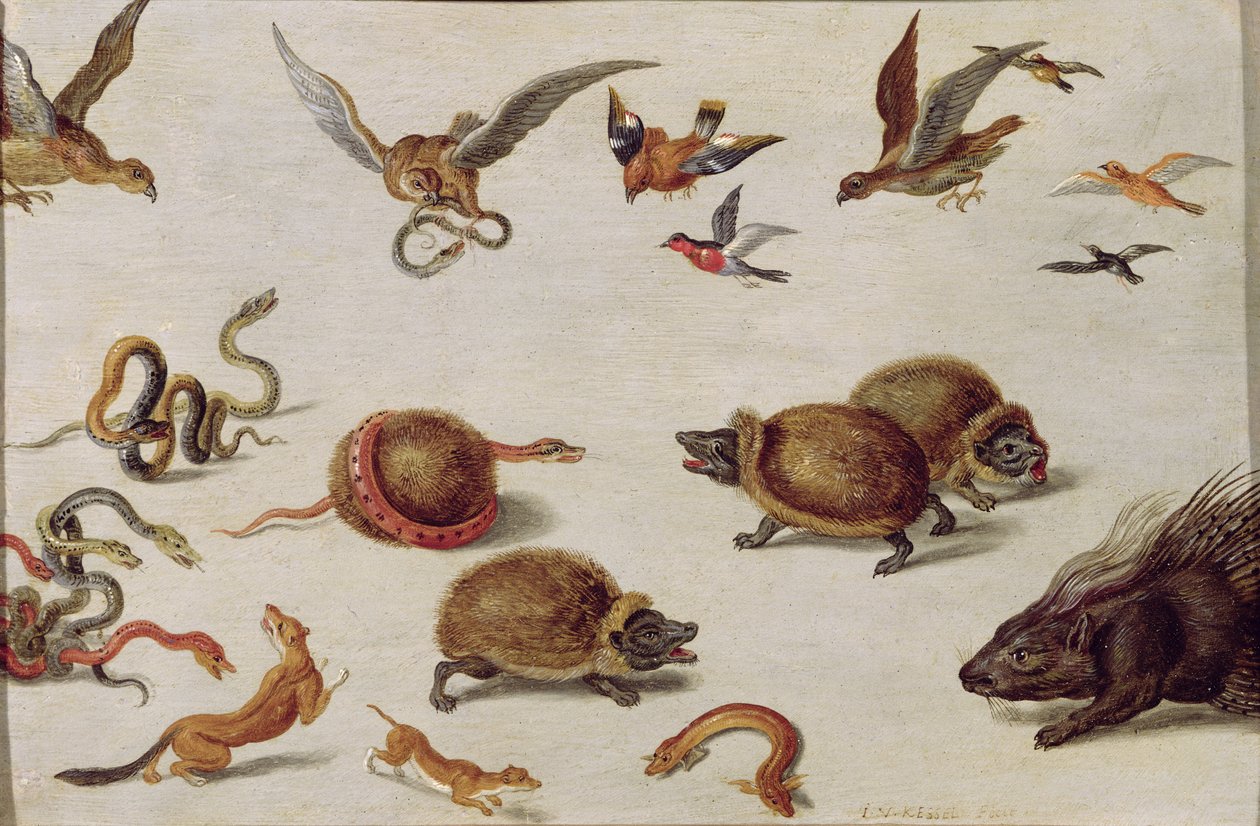 Wrogowie węży autorstwa Jan van Kessel the Elder