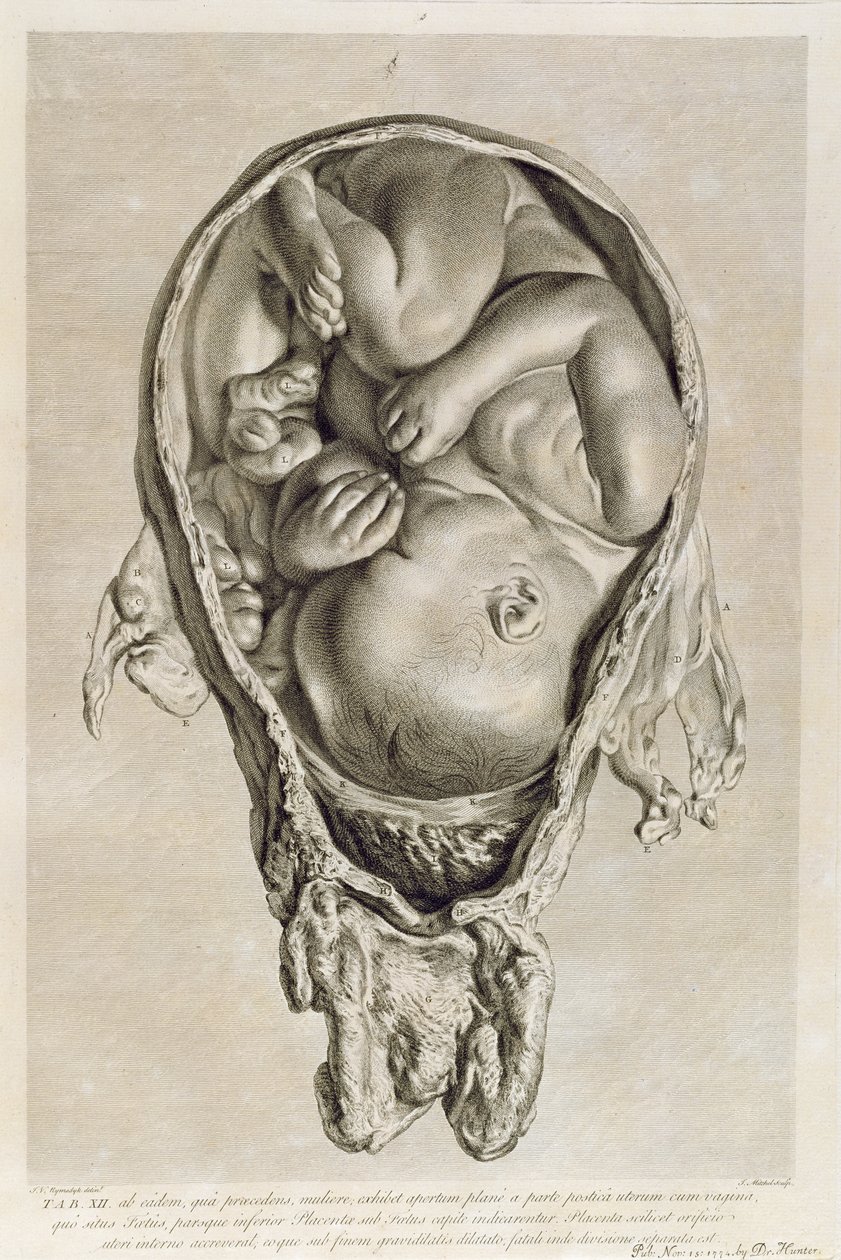 Rysunek anatomiczny płodu w łonie matki, rytowany przez Francois Simon Ravenet (1706-74) wyd. 1774 autorstwa Jan van Rymsdyk