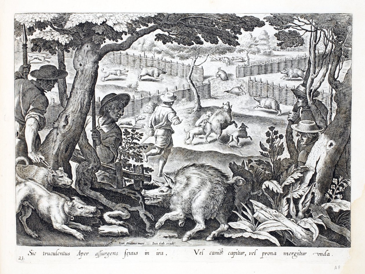Rozwścieczony dzik wstaje w gniewie, psy wpędzają innych do wody, ilustracja z „Venationes, Ferarum, Avium, Piscium” (O polowaniu: dzikie zwierzęta, ptaki, ryby), rycina Jan Collaert (156 autorstwa Jan van der Straet