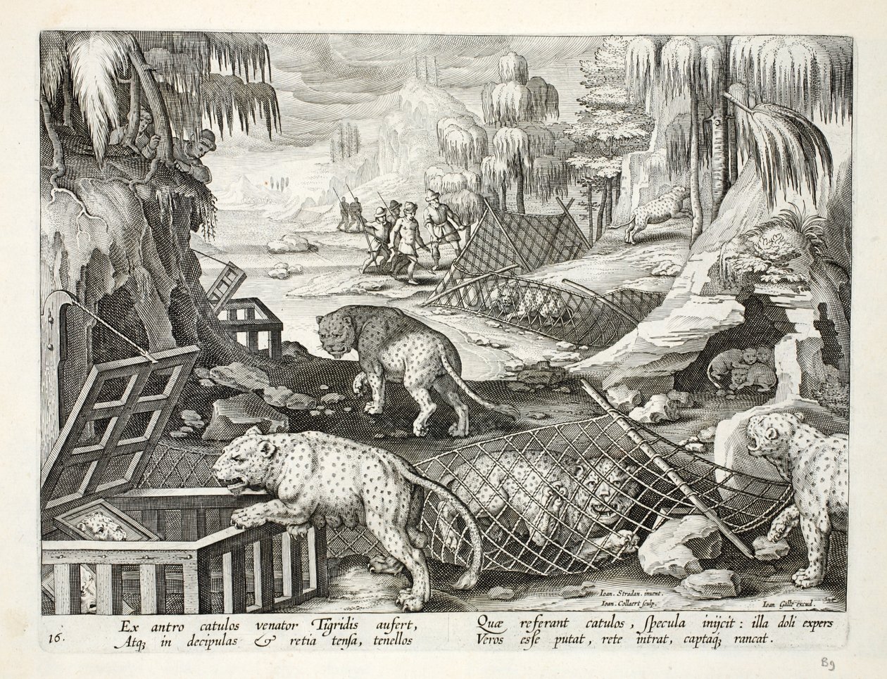 Łapanie lampartów za pomocą sieci i klatek wypełnionych lusterkami, ilustracja z "Venationes, Ferarum, Avium, Piscium" (O łowiectwie: dzikie zwierzęta, ptaki, ryby), grafika Jana Collaerta (1566-1 autorstwa Jan van der Straet