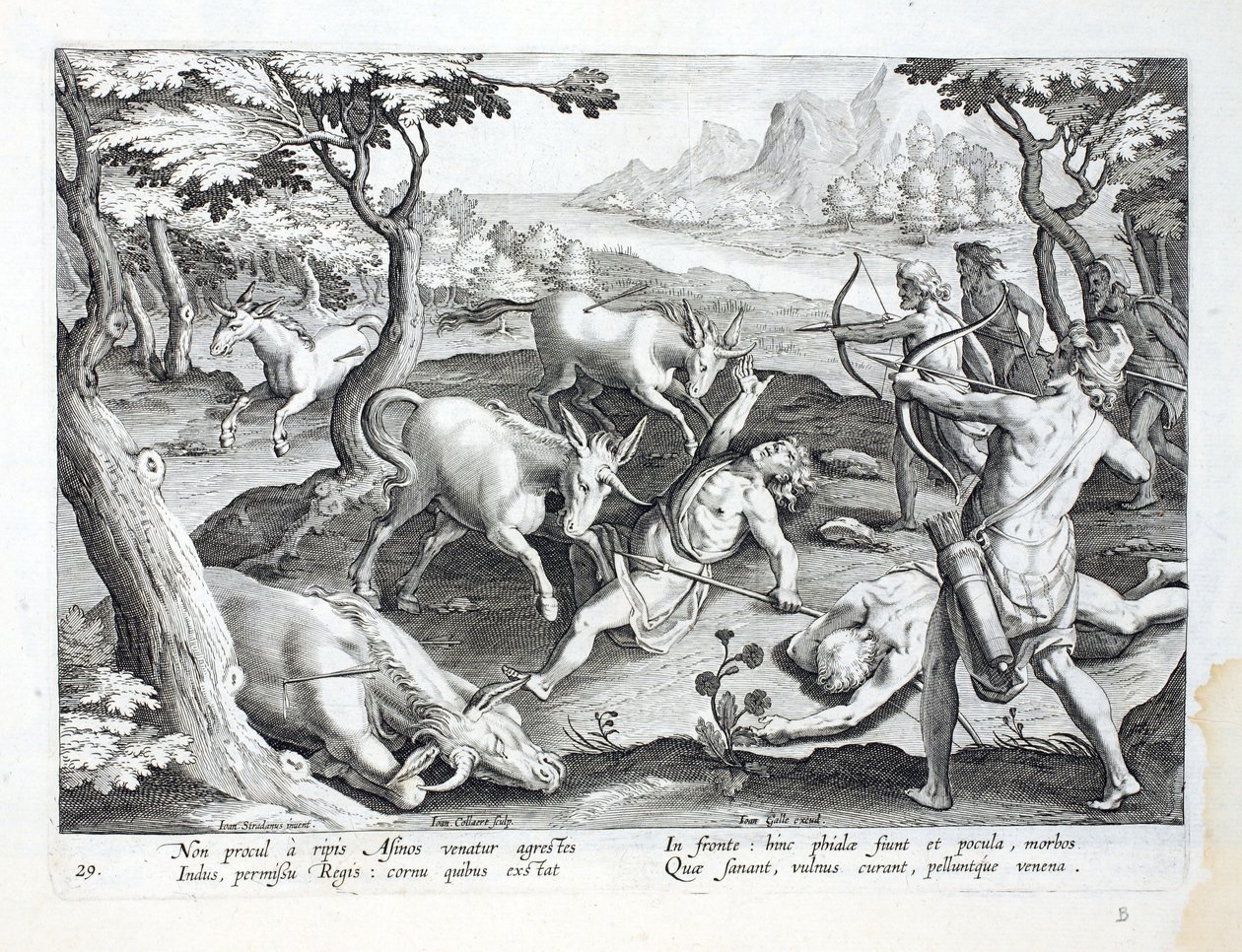 Jednorożce nad brzegiem Indusu, na które polowano za pozwoleniem króla, ilustracja z "Venationes, Ferarum, Avium, Piscium" (O polowaniu: dzikie zwierzęta, ptaki, ryby), wyryta przez Jana Collaerta (1566-162). autorstwa Jan van der Straet