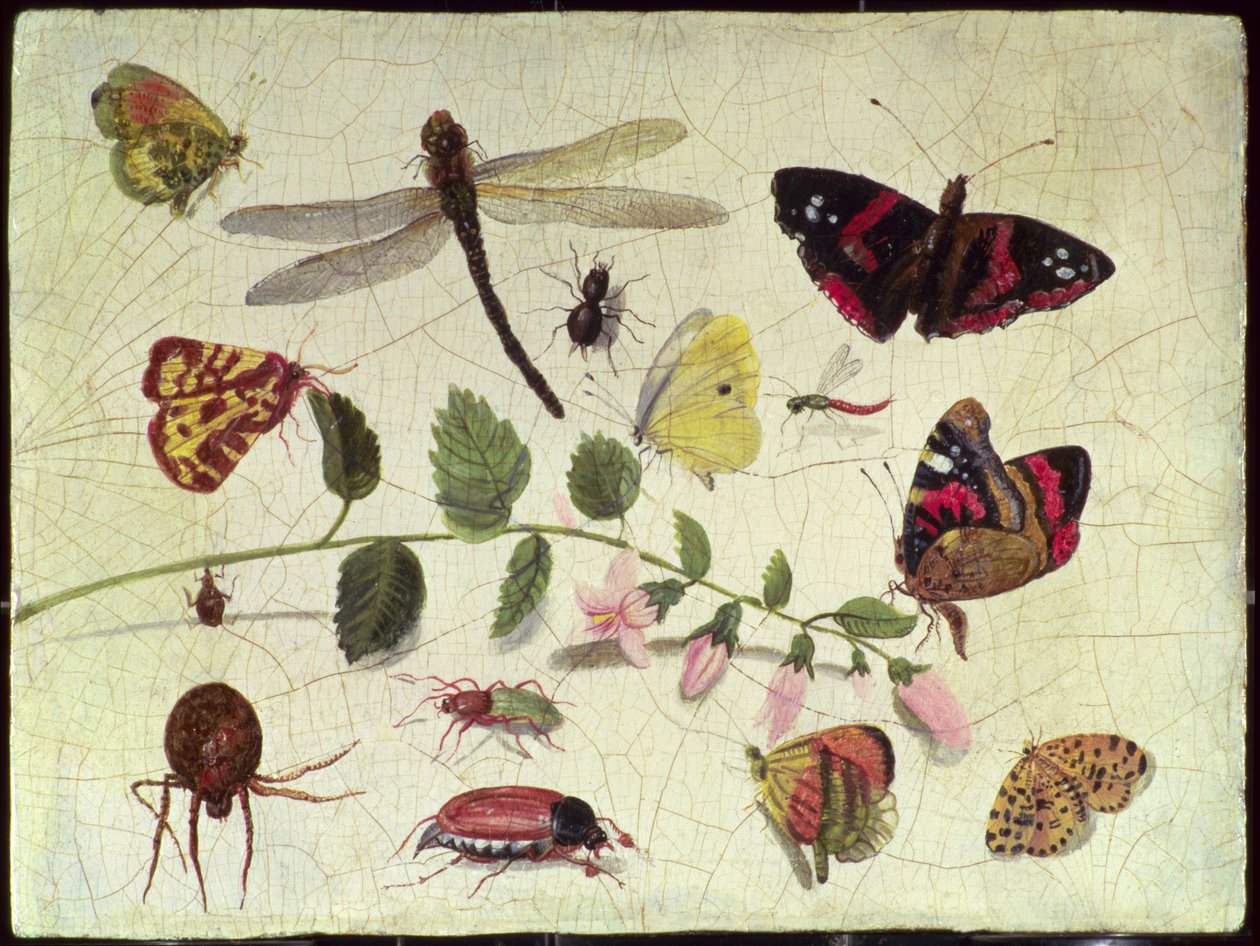 Motyle, owady i kwiaty (panel) autorstwa Jan van Kessel the Elder
