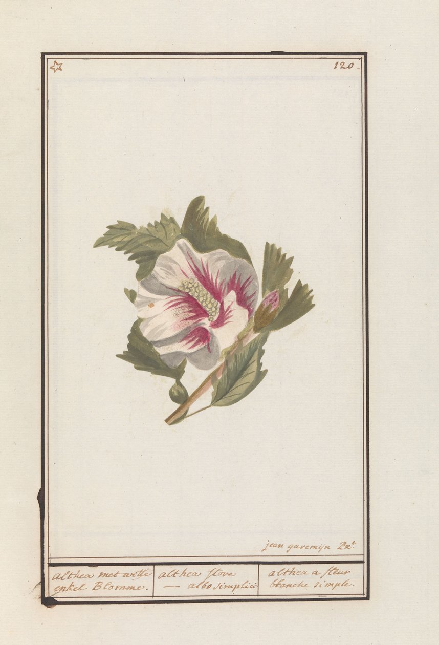 Hibiskus (Hibiscus syriacus) Althea z białymi pojedynczymi kwiatami. / althea flore - po prostu biały. / althea prosty biały kwiatek (tytuł na obiekcie) autorstwa Jan Anton Garemyn