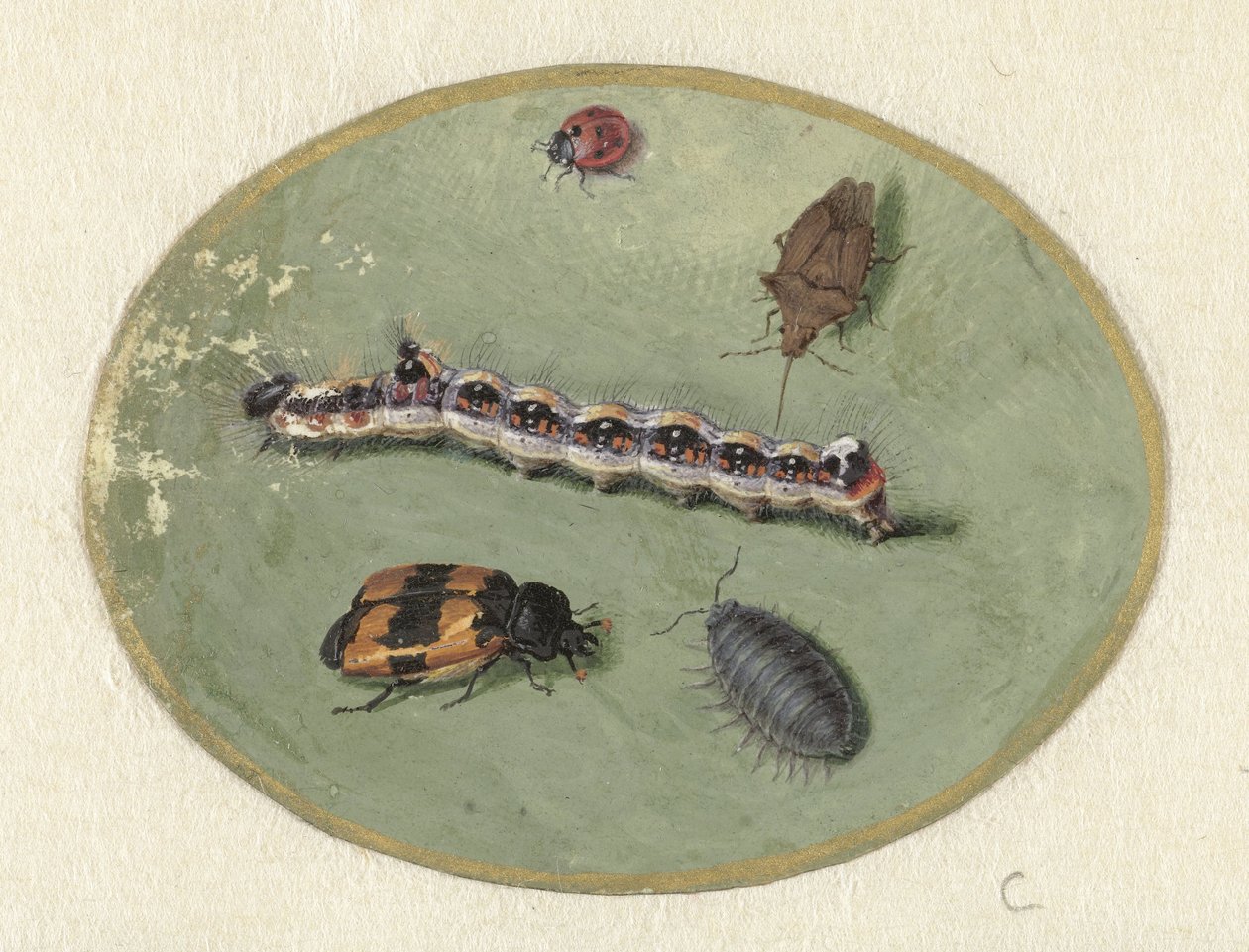 Biedronka, gąsienica, woodlice i dwa chrząszcze Zwierzęta (tytuł serii) autorstwa Jan Augustin van der Goes