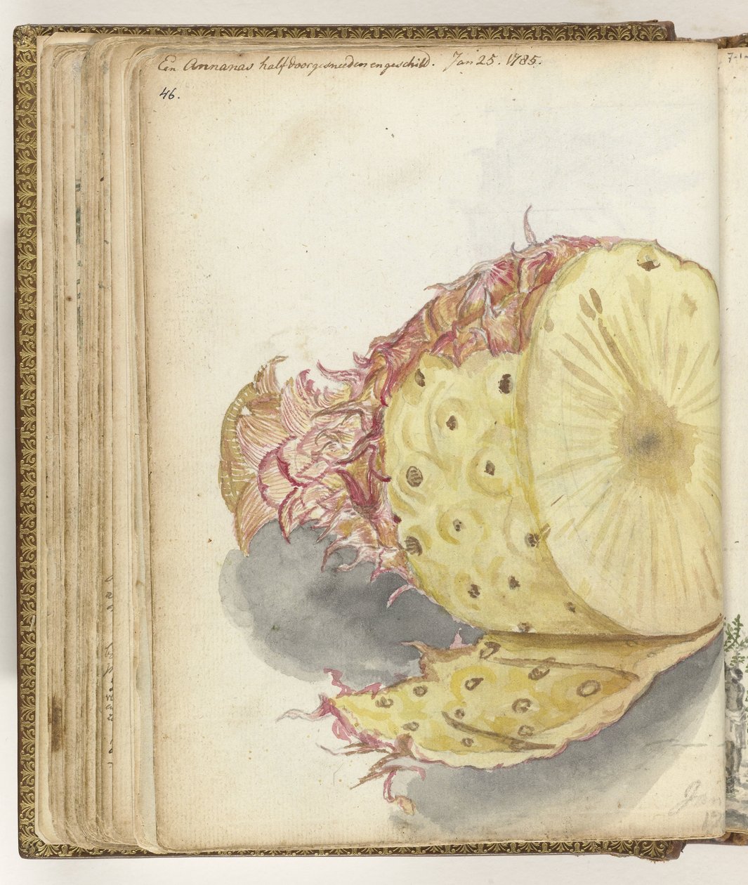 Ananas autorstwa Jan Brandes
