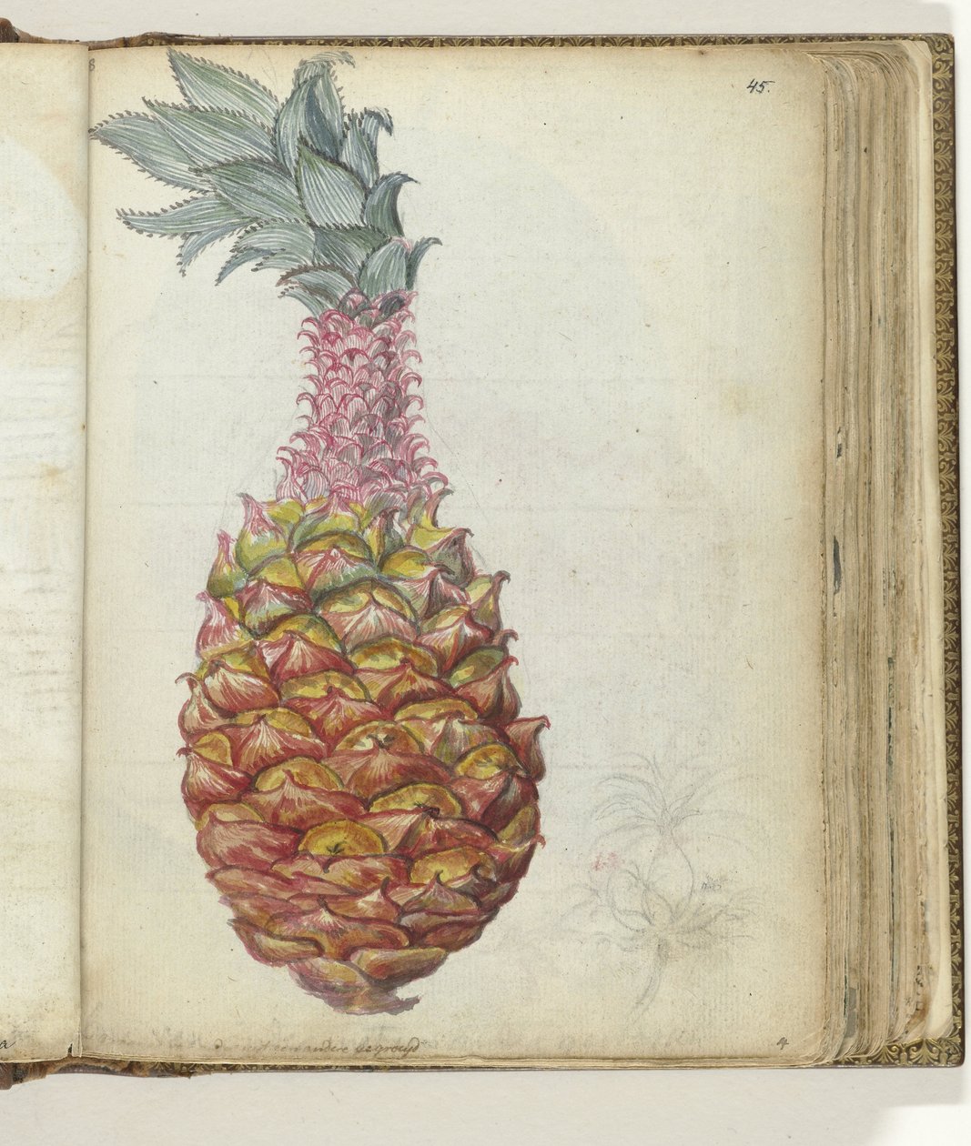 Ananas autorstwa Jan Brandes