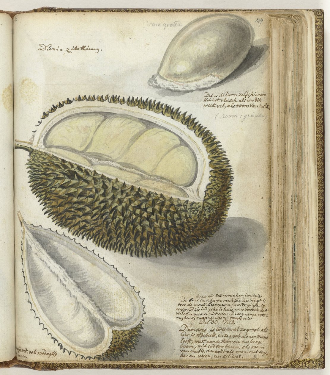 Durian autorstwa Jan Brandes