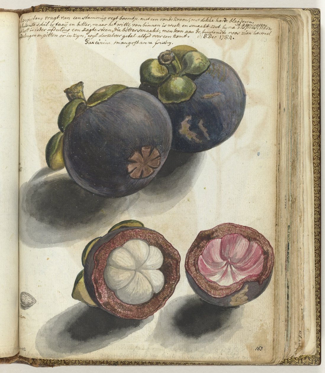 Mangostan autorstwa Jan Brandes