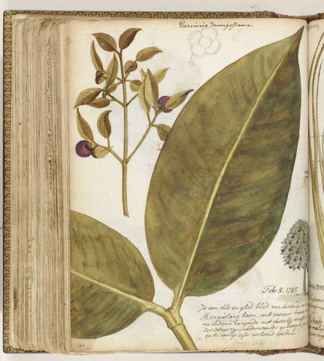 Mangostan autorstwa Jan Brandes