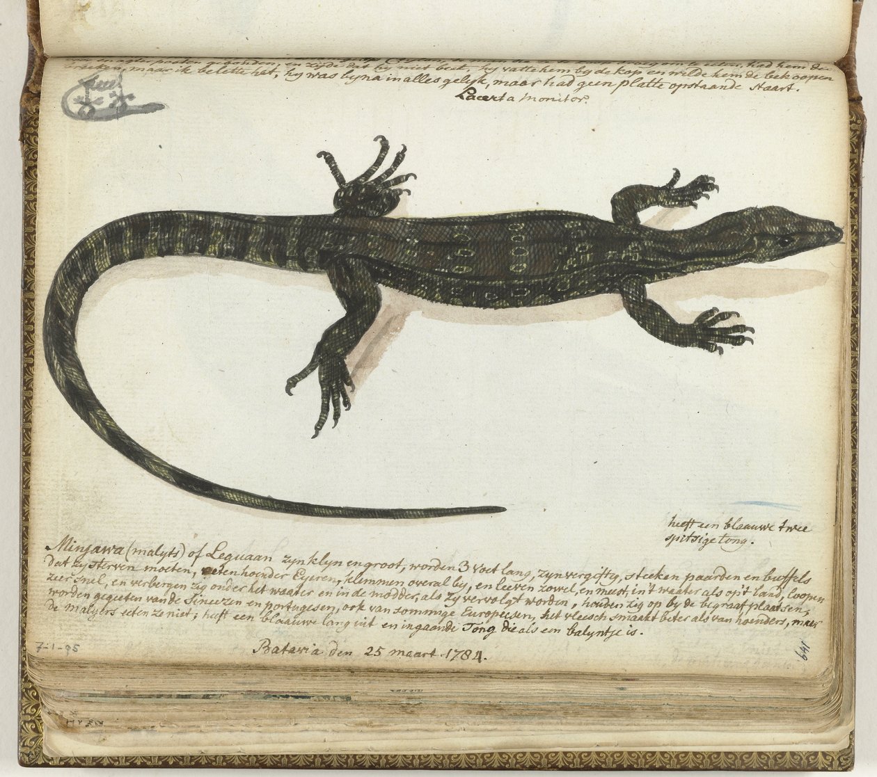 Minjawa lub iguana autorstwa Jan Brandes