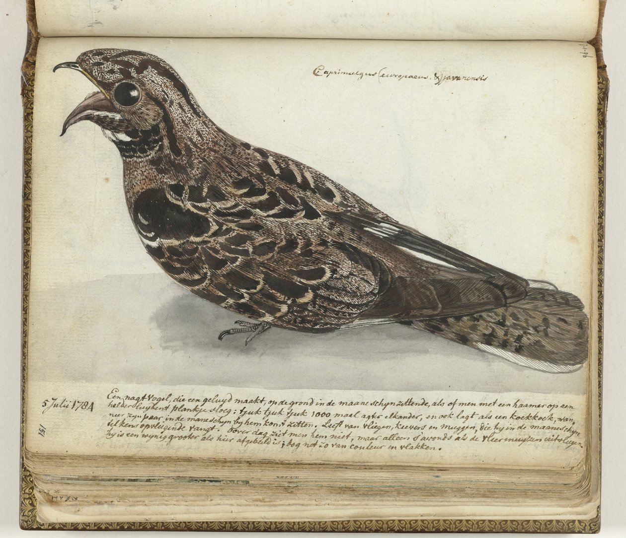 Nightjar autorstwa Jan Brandes