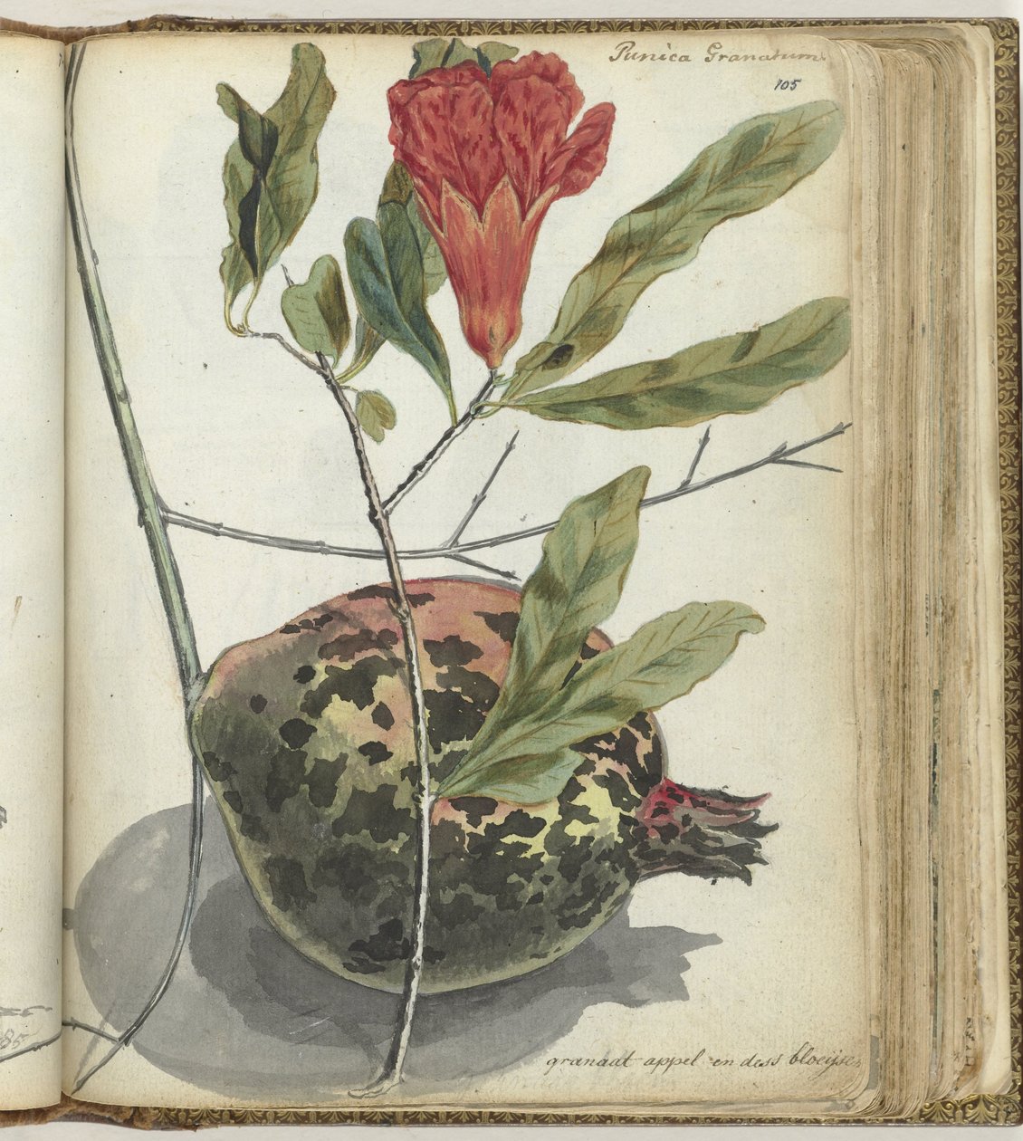 Granat autorstwa Jan Brandes