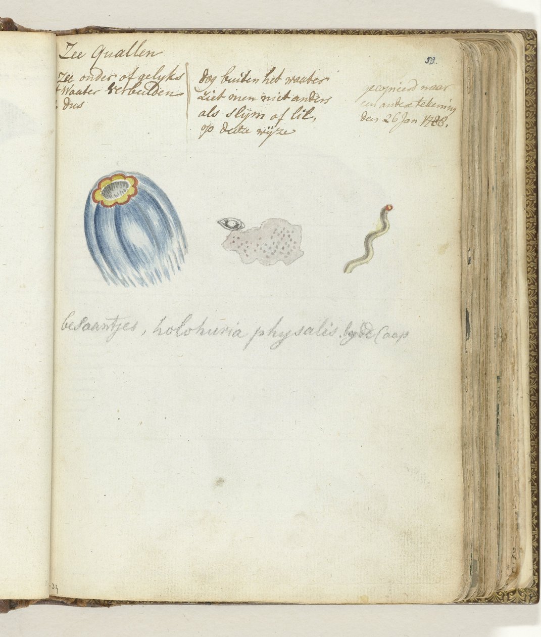 meduza morska autorstwa Jan Brandes