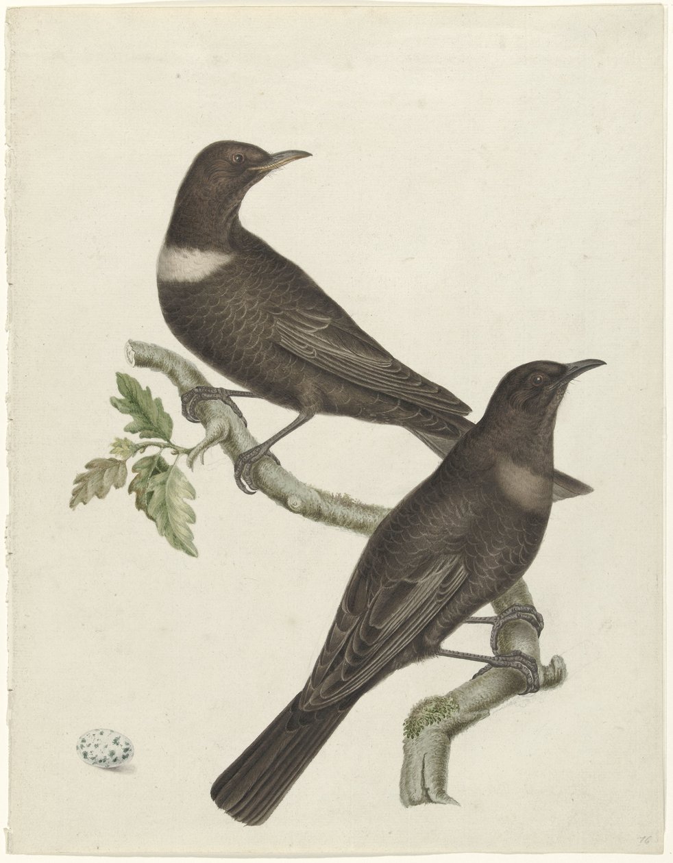 Dwa drozdowce (Purdus torquatus) z jajkiem autorstwa Jan Christiaan Sepp (possibly)