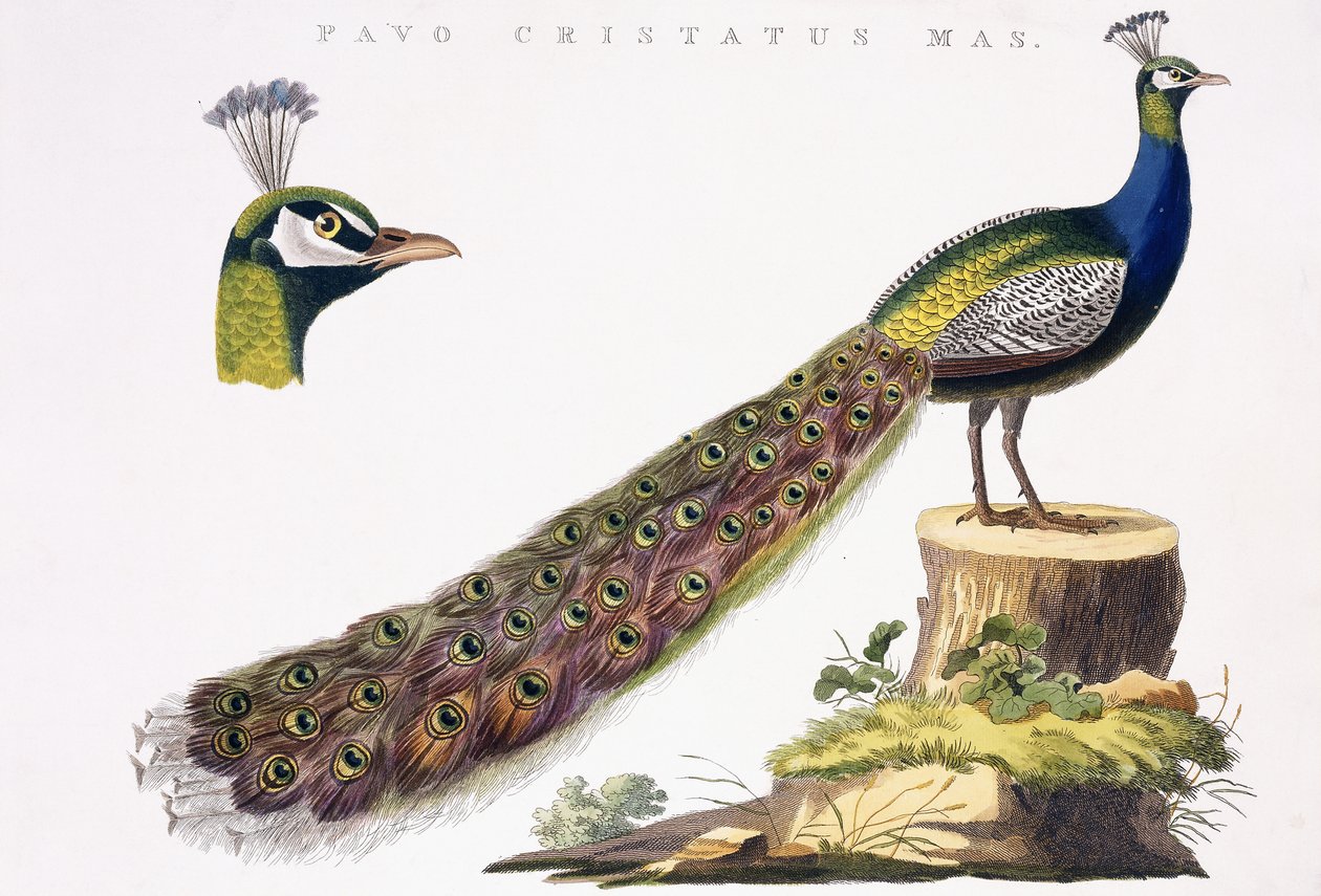 Paw, ok. 1809-1829 autorstwa Jan Christiaen Sepp