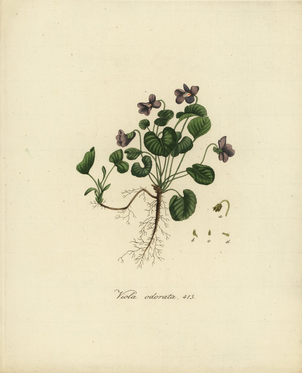 Słodki fiołek lub fiołek angielski, Viola odorata autorstwa Jan Christiaen Sepp