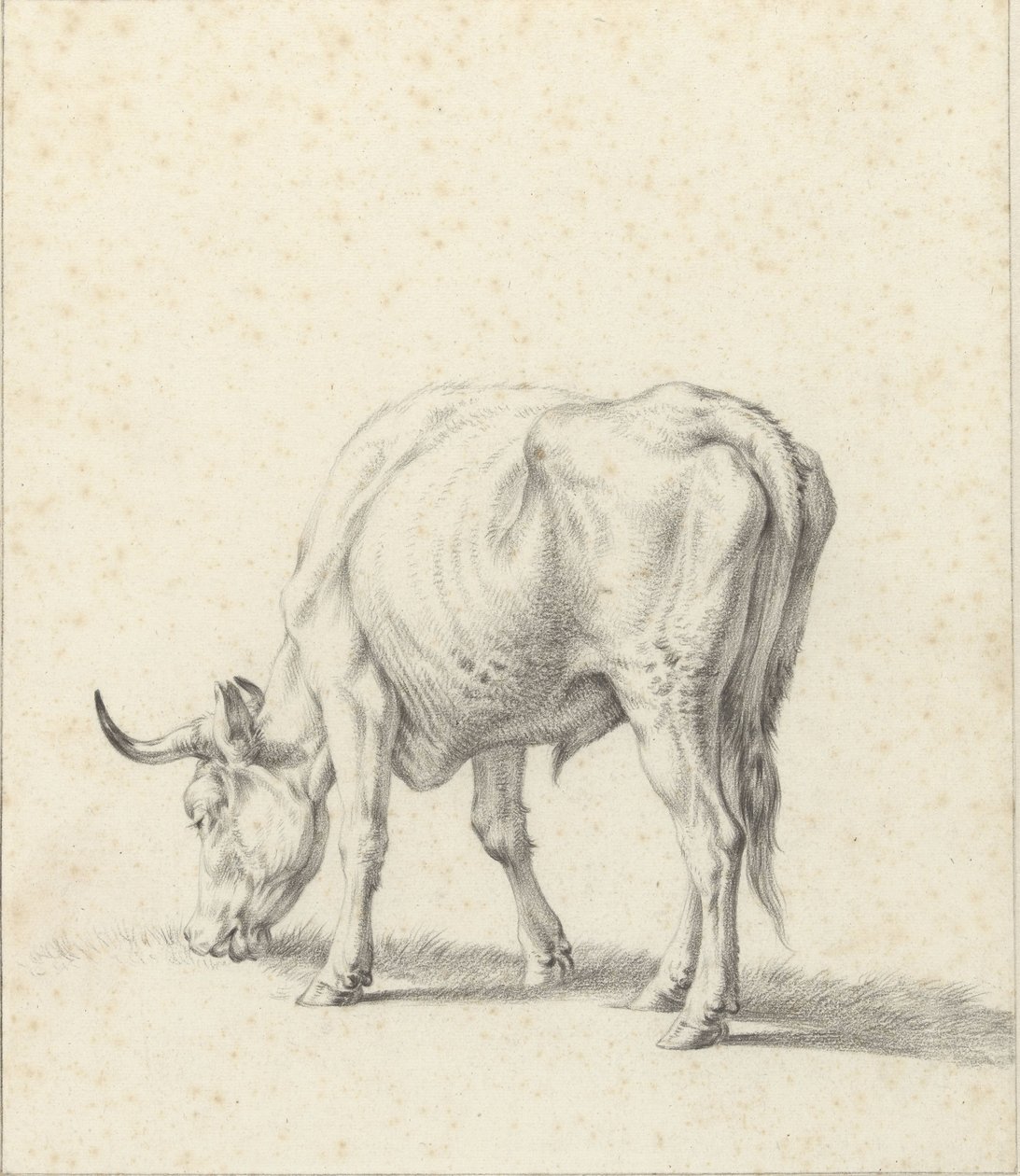 pasący się byk autorstwa Jan Kobell (II)