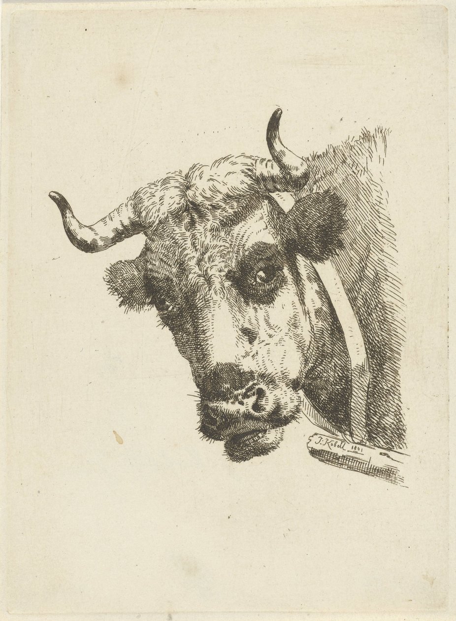 krowa głowa autorstwa Jan Kobell (II)
